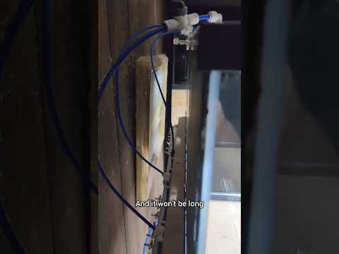 NEW Shrimp Tanks are ALMOST Ready 