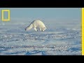 Arctic Animals and Climate Challenges