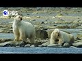 Polar Bear Hunting Strategies