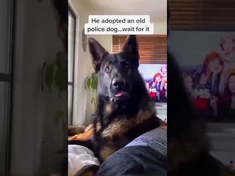 funnydogs#cute#doglover#doglife#cure#dogshorts#pet#doglife#dogshorts