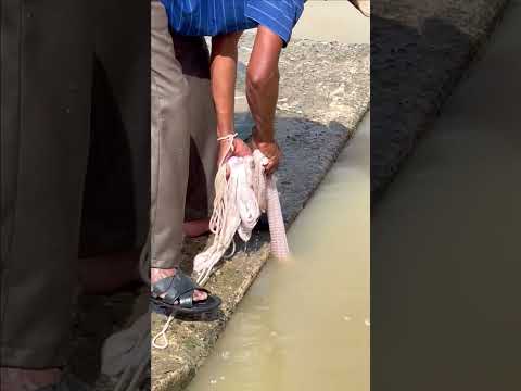 Fisherman Cast Net Fishing Real Life Amazing Fishing At Countryside(Episode 321)