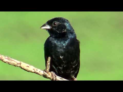 O canto do tiziu selvagem com um lindo canto N411