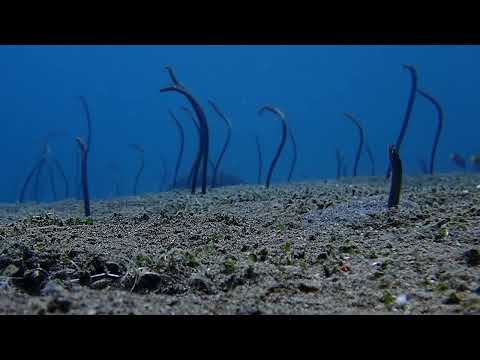 Graceful Garden Eels Move in Sync as They Await Food