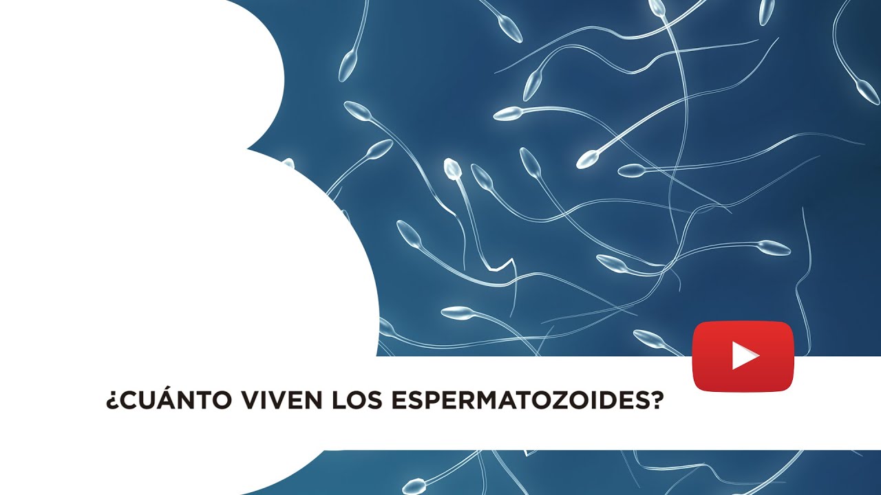 ¿Cuánto viven los espermatozoides?