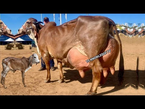 World Highest Milking Gyr Cows Breed now in Pakistan