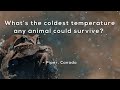 Survival Strategies of Extreme Animals