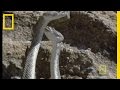 Diamondback Rattlesnakes in the Sonoran Desert