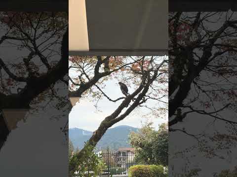 Falcon resting on the tree