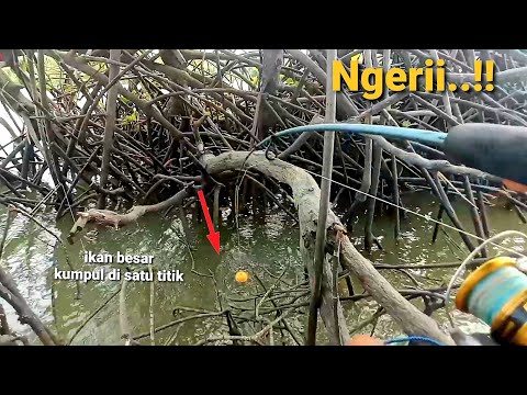 Nyesek..!! Kalau tau banyak ikan besar & Barramundi kenapa gak dari pagi mancing di sini