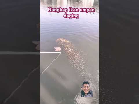 Nangkap ikan dengan jaring tanggok besar !! #funny #fishing #fish #carp #dubbing #trending #shorts