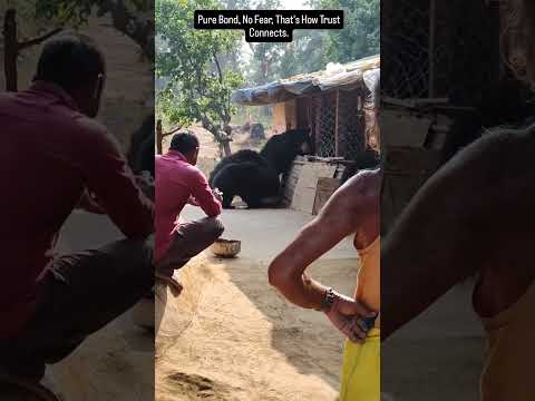 Incredible and Rare! Wild Bears Visit Ashram in Koriya District, Chhattisgarh