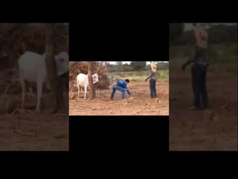 água com leite água com esgoto #memes #animaisengraçados #videosengracados
