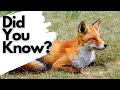 Red Fox Characteristics and Behavior