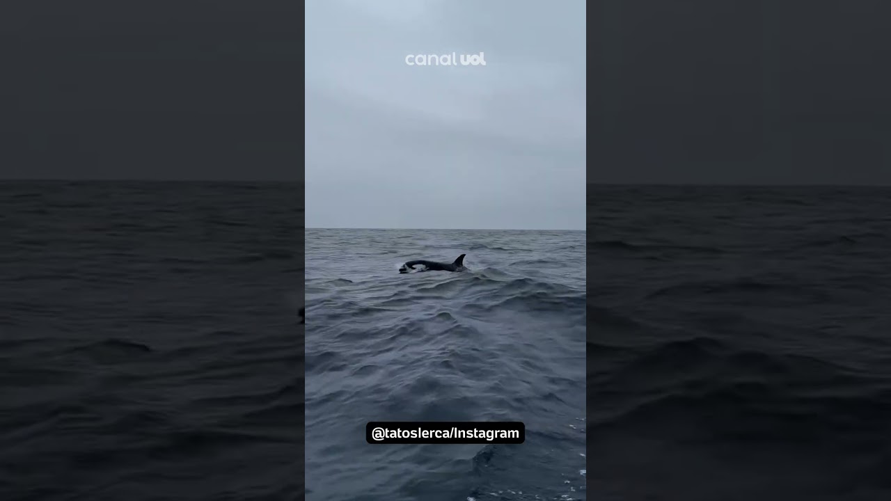 Fotógrafo flagra grupo de orcas na Barra da Tijuca, Rio de Janeiro; veja vídeo