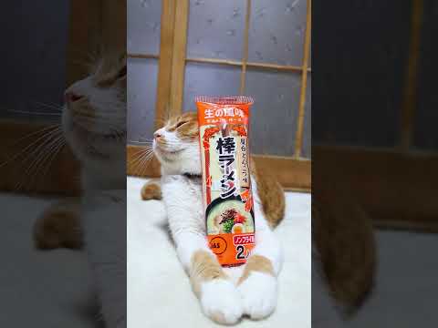 猫の動画サムネイル - 棒ラーメン 屋台とんこつ味　250610 #cat #cute #ネコ #cutecat #animals #kitten #ねこ #pets　#のせ猫　#ラーメン #猫のいる暮らし