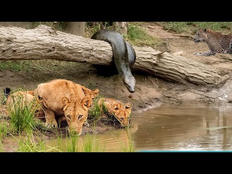 The Giant Python Was So Stupid To Ambush The Lion Family Alone and The Sad Ending