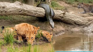 The Giant Python Was So Stupid To Ambush The Lion Family Alone and The Sad Ending