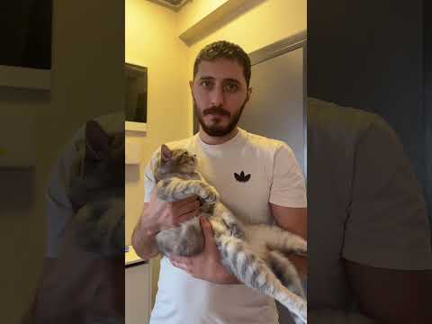 kayıp kedi ilanı ile köşeyi dönersin