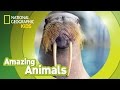Discovering Fascinating Facts About Walruses