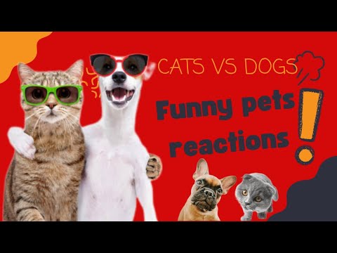 Funny pet reaction: Cat vs. Dogs