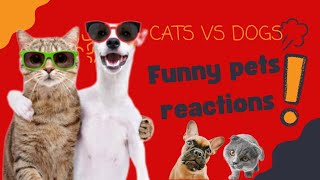 Funny pet reaction: Cat vs. Dogs