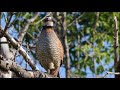 Longleaf Pine Ecosystem Conservation