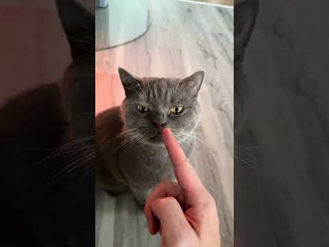 Ein Finger reicht bei Katzen! CatInfo #katze #catsofyoutube #cat