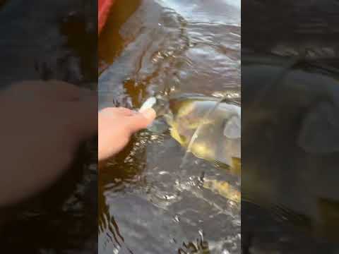 blUe biRd shoWed mE wherE thE reD taiLs aRe#youtubeshorts#youtube#subscribe#water#fishing#baitfish