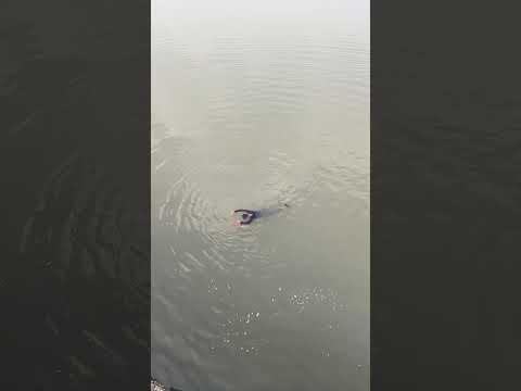 dubta hua dikhta raha new laash #shorts