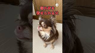 チワワから身に覚えのない罪に問われる父
