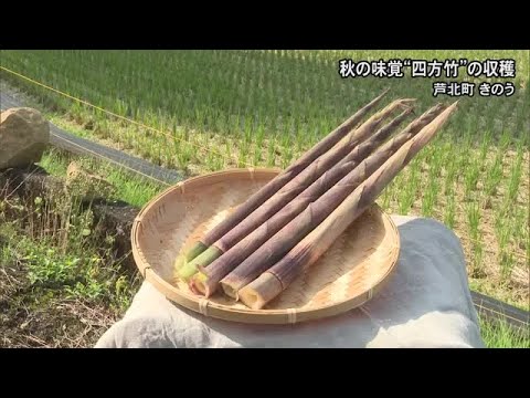 秋の味覚『四方竹』芦北町で収穫始まる【熊本】 (25/10/28 19:00)