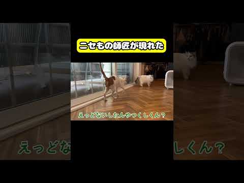 猫の動画サムネイル - ニセものの師匠があらわれた！#猫 #おもしろ #アテレコ #ニャンチューバーつくし