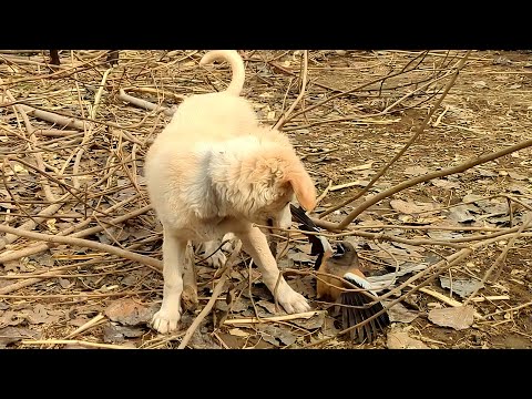 Puppy Tried to Befriend a Bird: You Won't Believe What Happened