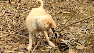 Puppy Tried to Befriend a Bird: You Won't Believe What Happened