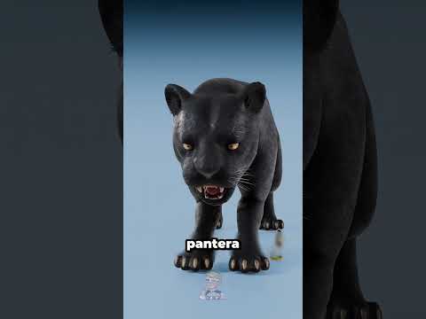 Familia de los gatos vs Familia de Pantera Negra😨 #curiosidades