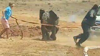 Rescued Elephant Thanks Heroes… By Charging at Them