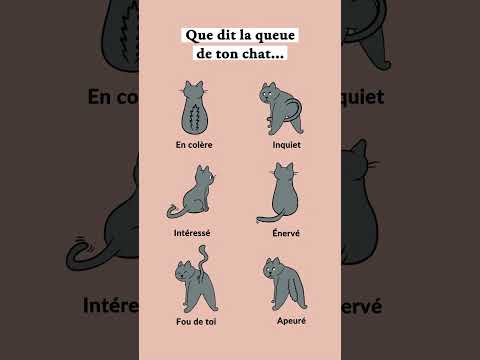 Et toi, il est plus souvent : .... ? 🐈‍⬛ #chat #caats
