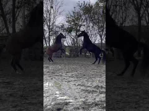 #rock #music #rollingstones #horses #wild horses