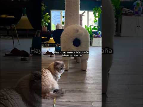 Algo Extraño Observándome #shorts #memes #cat #meow #funny #humor #catshorts #catvideos