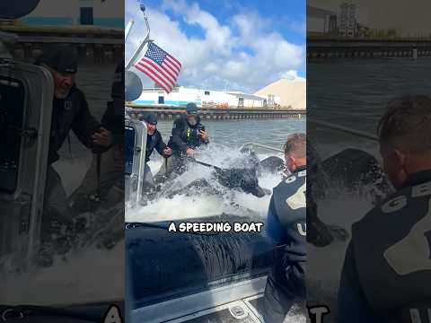 Dog Leaps Out of Speeding Boat to Catch Suspect - Epic Police Encounter 😱 #shorts