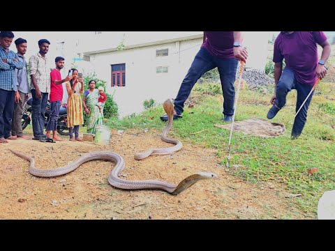 #Indian #spectacled  cobra snake. రాత్రి మొత్తం జాగారం చేయించిన? 7396969617