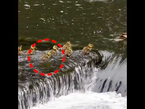 ヒナの危機！母カモは見捨てずに親子再会🦆野鳥観察🐤