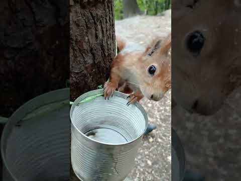 Белка, которая очень хотела пить / A squirrel that was very thirsty