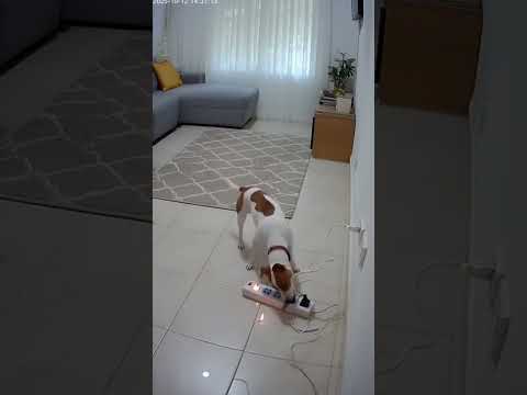 كفو👍 #قطط #اكسبلور #كامري #automobile #تحشي #dance #لايك #funny #ترند #ضحك