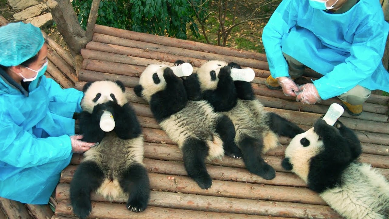 Pandas Trailer thumbnail