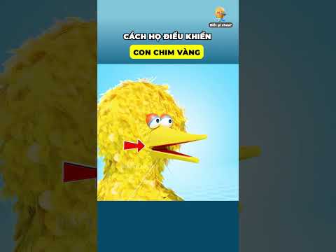 Cách họ điều khiển con chim vàng