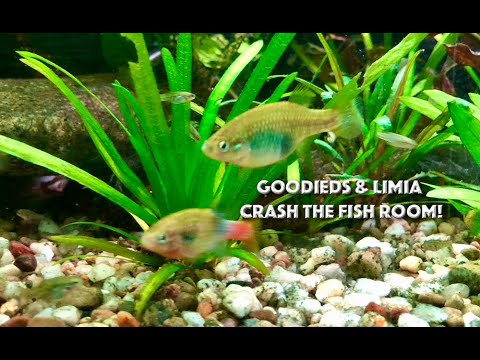 Goodieds & Limias Everywhere! Rare Livebearers have invaded my Fish Room. Thanks to Curtis @SkullAquatics  the for the Goodieds & 