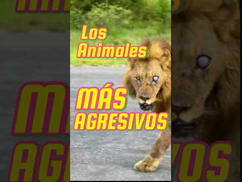 Los animales más agresivos del planeta 🌍👿#sabiasque #animallife #curiosidades  #wildlife