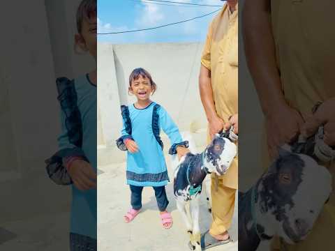 Amaira Ki Bakri Ko Bacha Lo 😢🥹 #shorts #trendingshorts #shortvideo #shortsviral