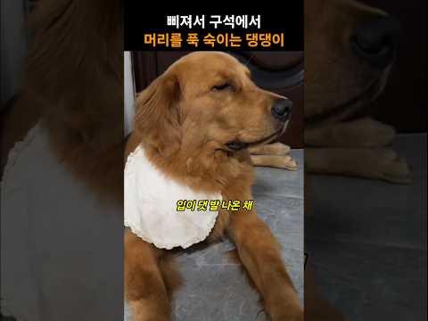 삐져서 구석에서 머리를 푹 숙이고 있는 댕댕이